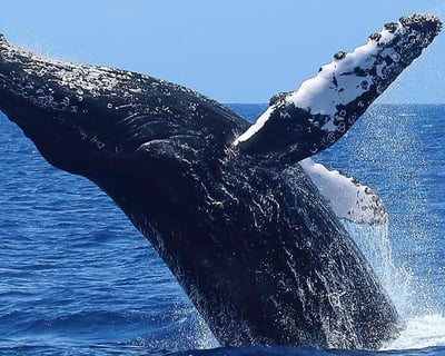 Humpback Whale Watch Adventure in Kihei
