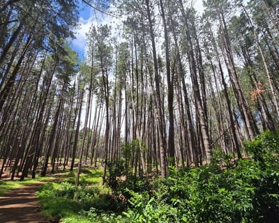 Guided Upcountry Forest Hike In Maui