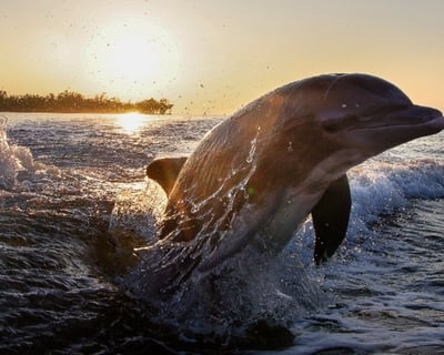 Private Photography Tour of 10,000 Islands