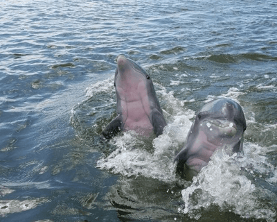 Savannah 2-Hour Dolphin Tour