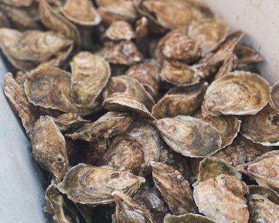 Explore Cottage City Oyster Farm 1-Hour Boat Tour