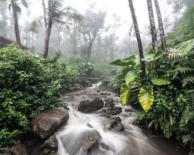 Guided El Yunque National Forest Half-Day Tour