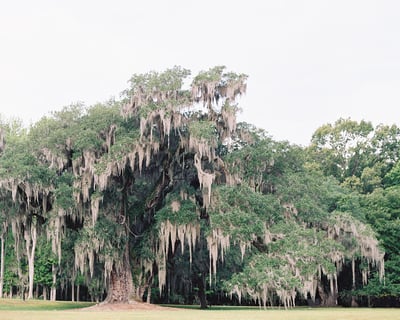 Explore Drayton Hall Grounds & Galleries Admission
