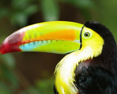 Self-Guided Animal Sanctuary Tour at Diamante