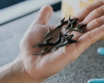 Shark Tooth Cruise to Masonboro Island in Wrightsville Beach