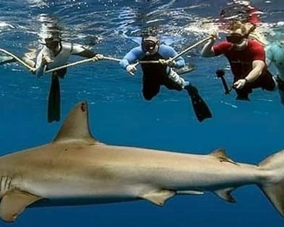 Cage-Free Shark Snorkeling Tour in Haleiwa