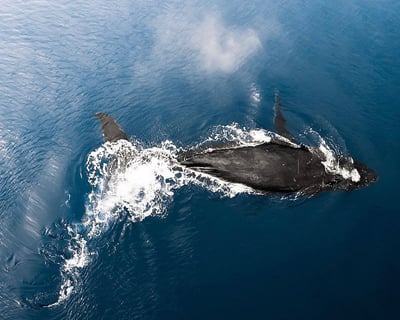 North Shore Whale Watch Eco Tour with Biologist