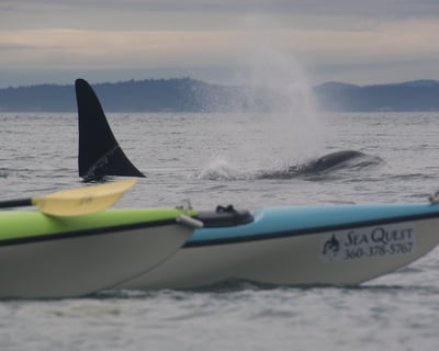 Explore San Juan Island on a 6-Hour Kayak Tour