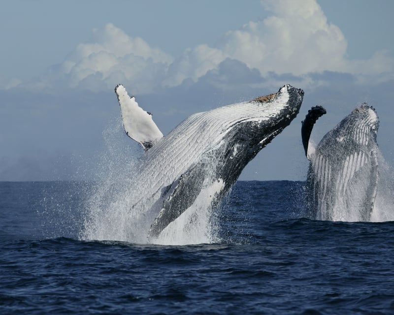 Humpback Whale Watching in Kona with Hydrophone