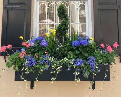 Rainbow Row Guided Walking Tour in Charleston