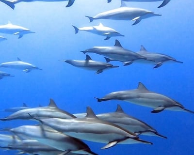 Kailua-Kona Offshore & Reef Snorkeling Tour