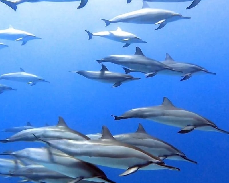 Offshore Wildlife & Reef Snorkeling Tour in Kona