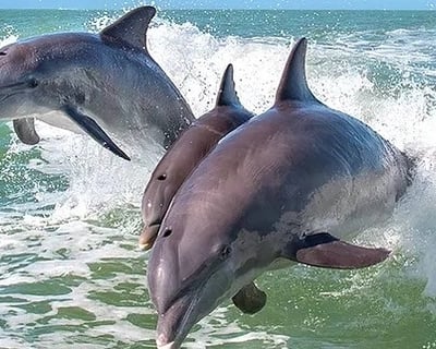 Anna Maria Island Private Dolphin & Snorkel Tour