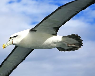 San Diego 5-Hour Pelagic Birding Charter