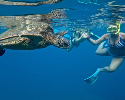 SUP Turtle Town Snorkel with Beginner Lesson
