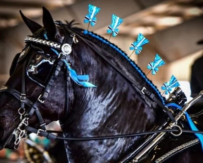Ocala Draft Horse Show Admission