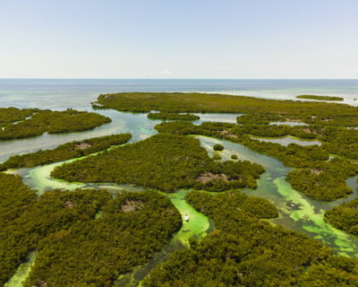 Full-Day Key West Sandbar Charter