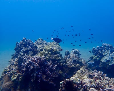 Guided Shore Dive in Maui: 1 Tank