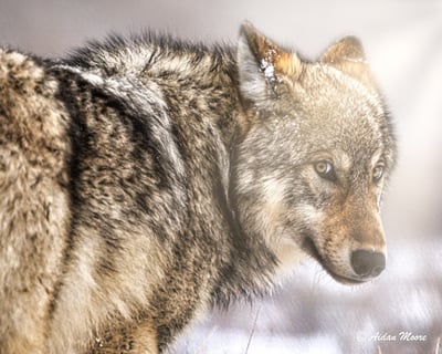 Guided Winter Wildlife Tour in Grand Teton