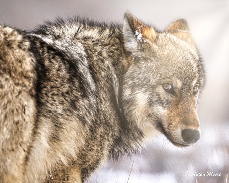 Guided Winter Wildlife Tour in Grand Teton