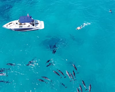 Morning Snorkeling Charter in Kona
