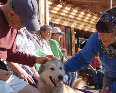 Denali Husky Puppy & Sled Dog Tour