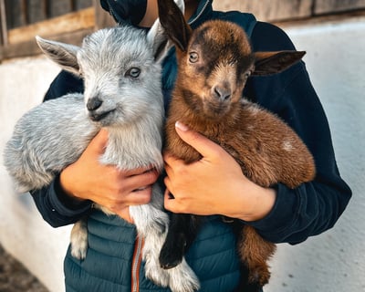 Cuddle Baby Goats in Dresher