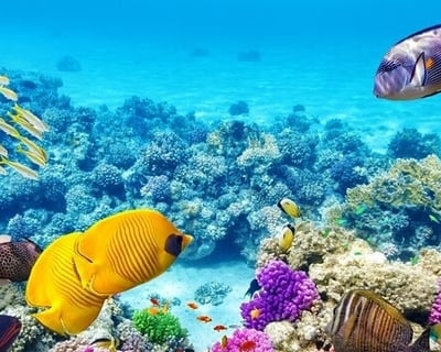 1.5-Hour Pawai Bay Snorkel Tour