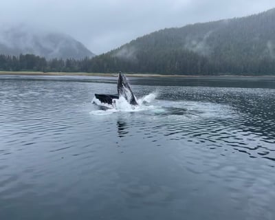3-Hour Whale Watching Cruise From Icy Strait Point