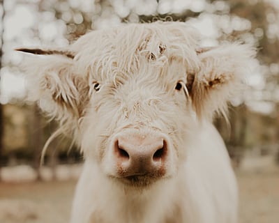 Graze & Greet Greenhouse Dinner and Cow Feeding