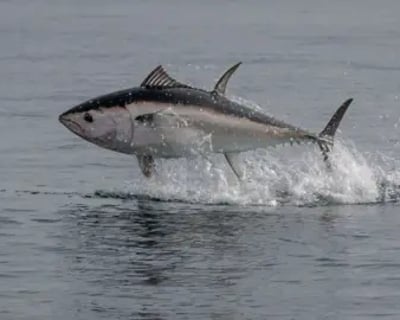 Huntington Beach Offshore Tuna Fishing Charter