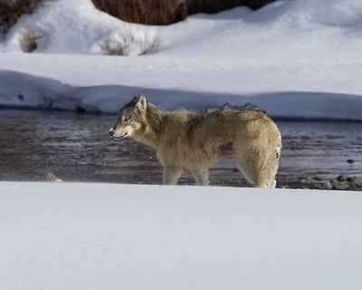 Yellowstone Winter Wildlife Guided Tour