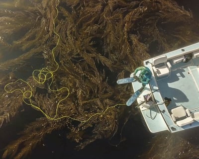 San Diego Freediving Lesson & Reef Snorkeling