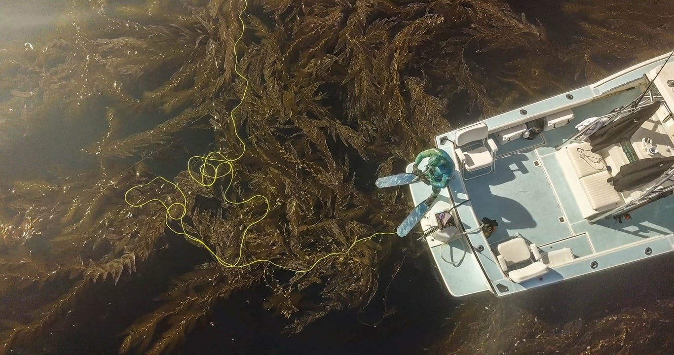 San Diego Freediving Lesson & Reef Snorkeling