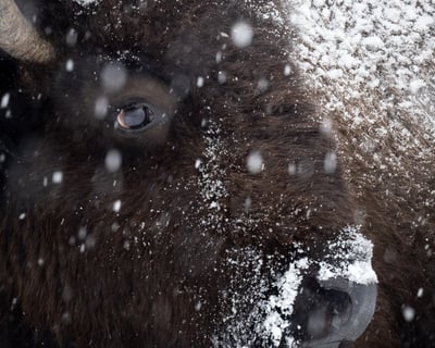Grand Teton Winter Photography Tour
