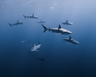 Marine Wildlife Snorkel Tour: Sea Tiger Shipwreck & Sharks