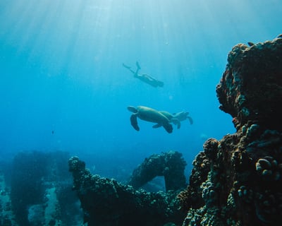 Coral Gardens Coastal Snorkel And Sail