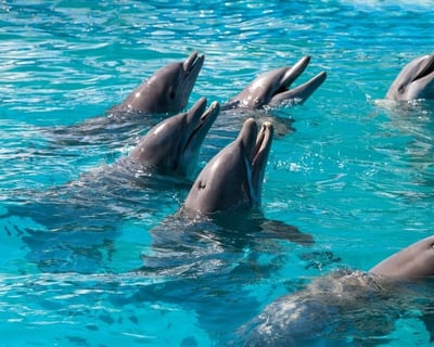 3-Hour Private Dolphin Safari in Key West