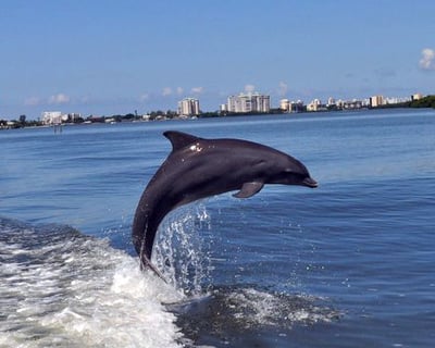Estero Bay Dolphin Jet Ski Tour