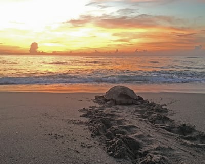 Watch Loggerhead Turtles Nest on Juno Beach