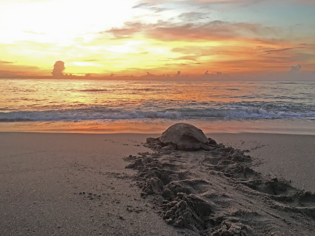 Watch Loggerhead Turtles Nest on Juno Beach