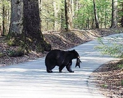 Guided Cades Cove Bus Tour From Pigeon Forge