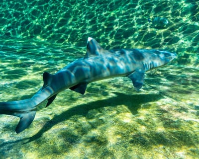 Snorkel with Reef Sharks at Sea Life Park Hawaii