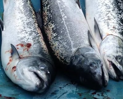 Silver Salmon Fishing Charter in Ninilchik