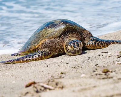 Full Day Oahu Island Loop with Local Eats