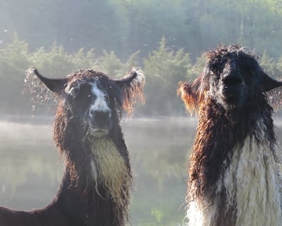 Buck Hollow Llamas Farm Visit