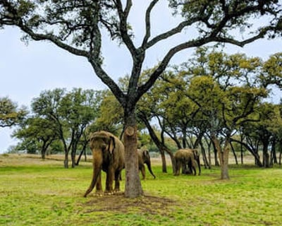 The Preserve Elephant Experience
