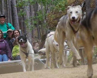 Skagway Dogsled Tour & Yukon Mountain Vistas