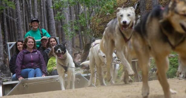 Skagway Dogsled Tour & Yukon Mountain Vistas