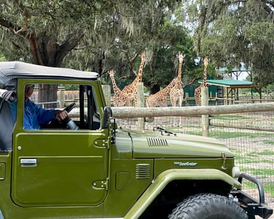 Drive-Thru Safari Guided Tour in Dade City